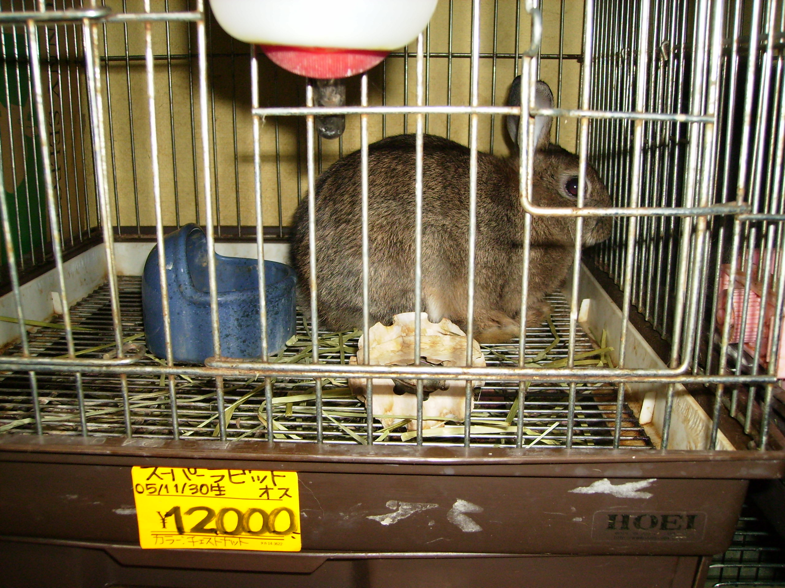 昭島 福生 立川通信 立川市 うさぎ専門店 ラッキーラビット Livedoor Blog ブログ