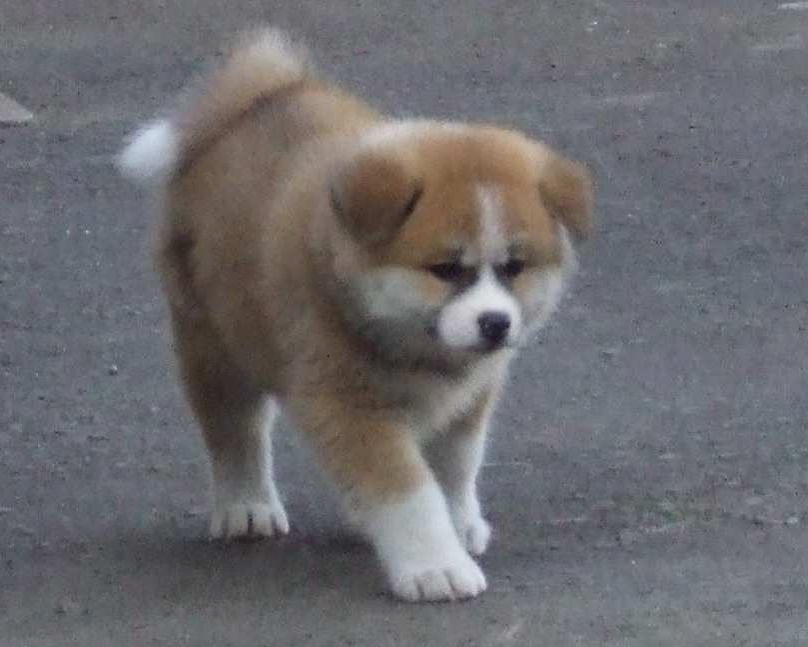 プーチン大統領の愛犬に秋田犬が 泉州から 日本の夜明け