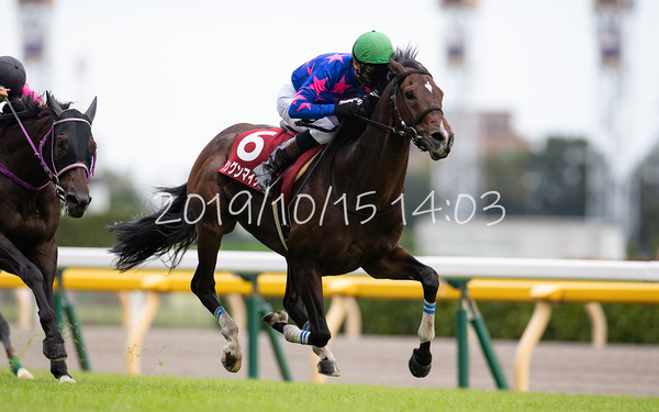 シングンマイケル 東京ハイジャンプ