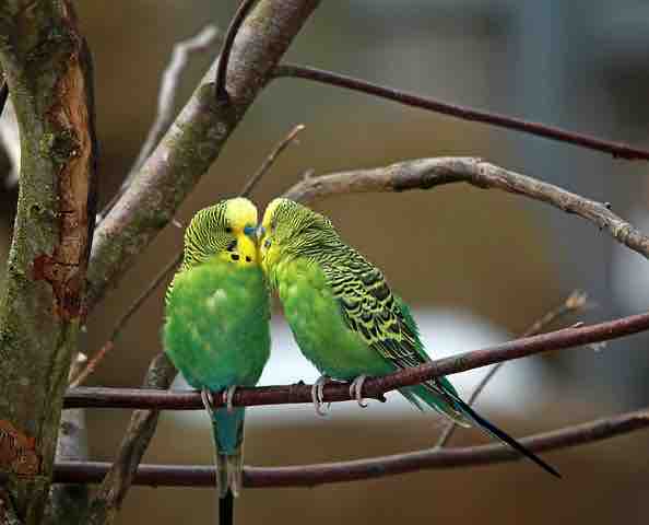 インコ 英語 セキセイ