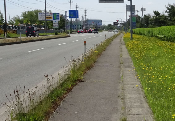 道端に咲くナデシコ科2種 花好きじじいの山野草談義