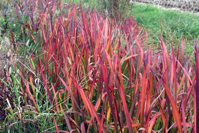 休耕田の紅葉 花好きじじいの山野草談義
