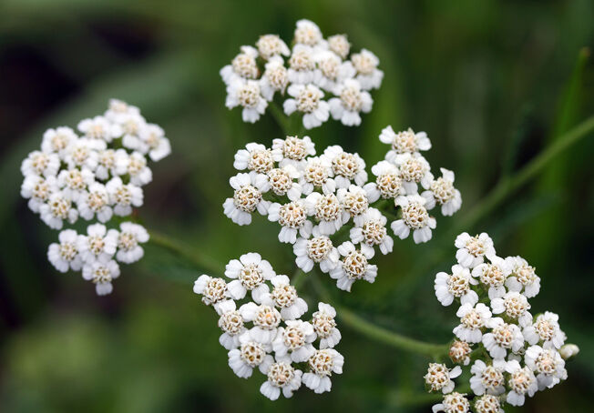 �֡ʥ����襦��