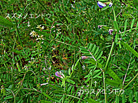 カラスノエンドウ スズメノエンドウ カスマグサの見分け方 花好きじじいの山野草談義
