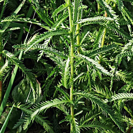 �ԡʥΥ�����