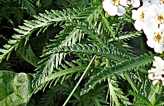 Leaf�ʥΥ������