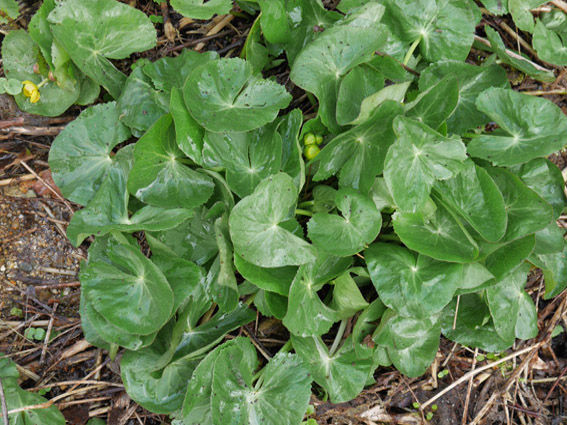 山菜エゾノﾘｭｳｷﾝｶ 花好きじじいの山野草談義