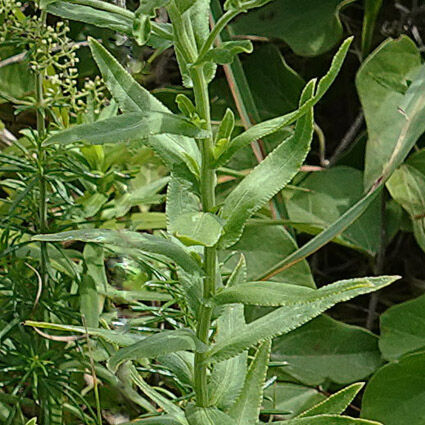 �ԡʥ�����