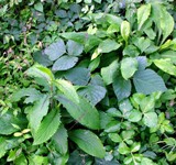 ダキバヒメアザミ