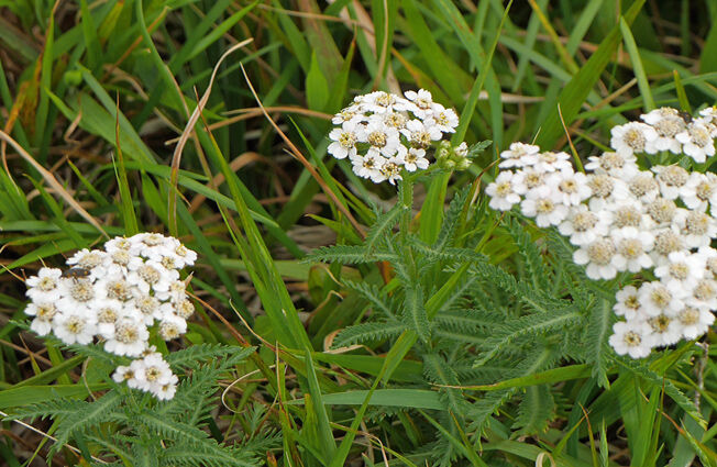 �ֽ��ʥ�����