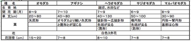 オモダカ