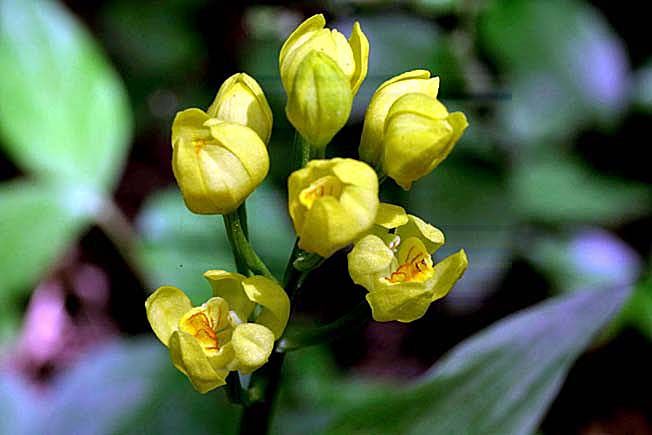 金の名前をもった山野草 花好きじじいの山野草談義