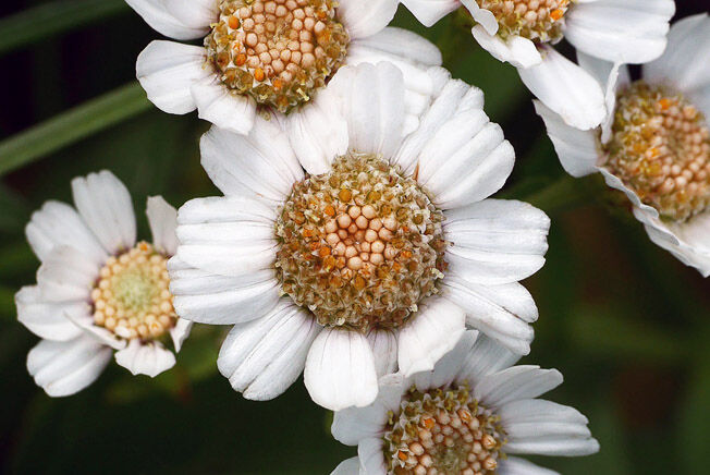 �Υ����꥽���β�