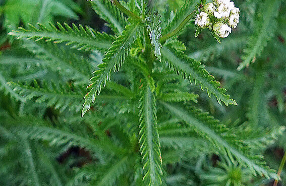 Leaf�ʥ�����JPG