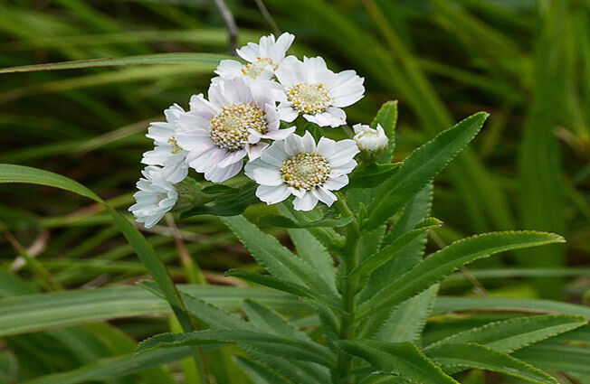 �ֽ��ʥ�����