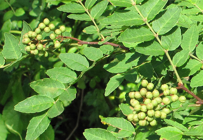 サンショウとイヌザンショウ 花好きじじいの山野草談義