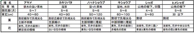 アヤメ