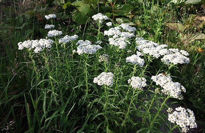 �ֽ��ʥΥ�����