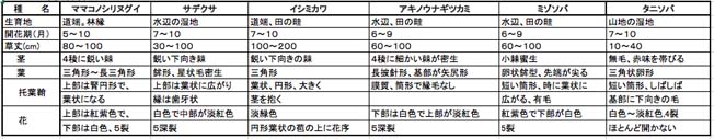 タデ(2)