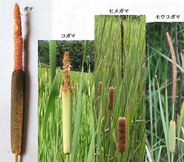 花好きじじいの山野草談義 : 秋田のガマについて - livedoor Blog(ブログ)