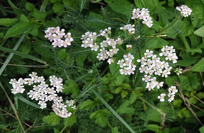 �ֽ��ʥ����襦��