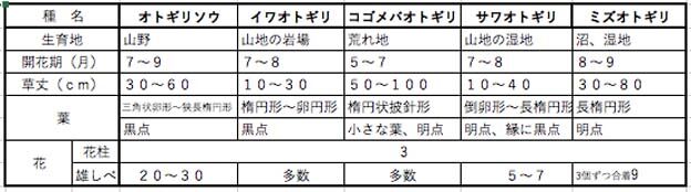 オトギリソウ