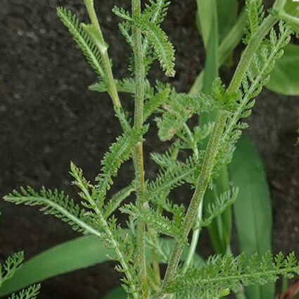 �ԡʥ����襦��