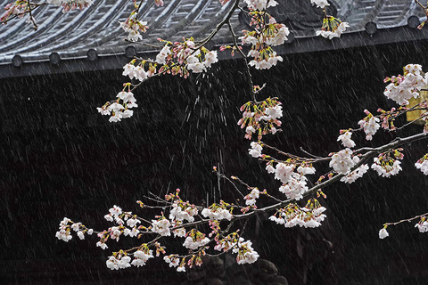 ４月鎌倉