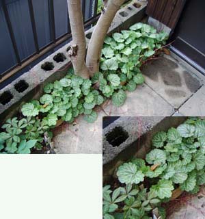 ユキノシタは 我が庭の必需品 にゃんとマニアッキ な庭いじり