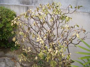 枯れてしまったジンチョウゲ にゃんとマニアッキ な庭いじり