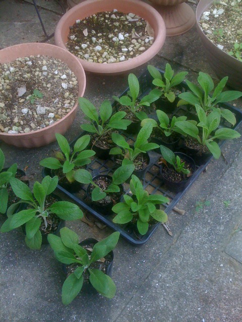 ジキタリスの苗 育成ちゅ ぅ Gardenjp Gardeningjp にゃんとマニアッキ な庭いじり