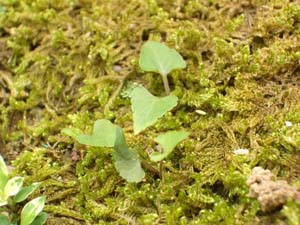 苔庭に魅せられて 1 さらば 雑草 にゃんとマニアッキ な庭いじり