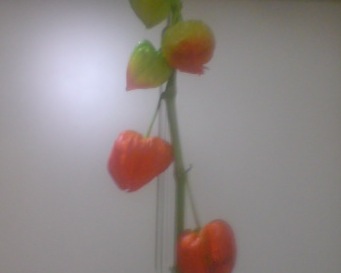 ホオズキ アッキーの幸せ日記 Akki S Happy Diary