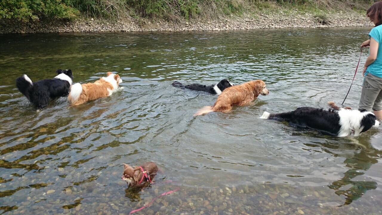 旭川の川遊び続編 ボーダーコリーなlife