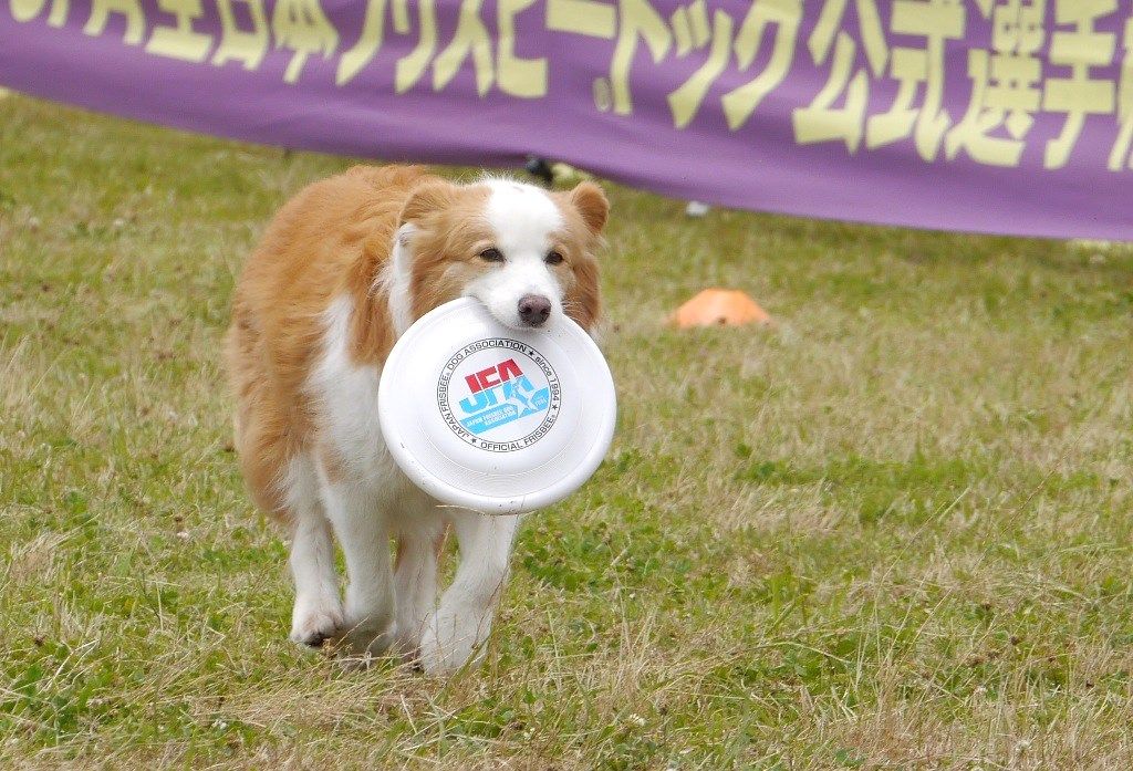 ｊｆａフリスビードッグ競技大会 岡山六番川 ボーダーコリーなlife