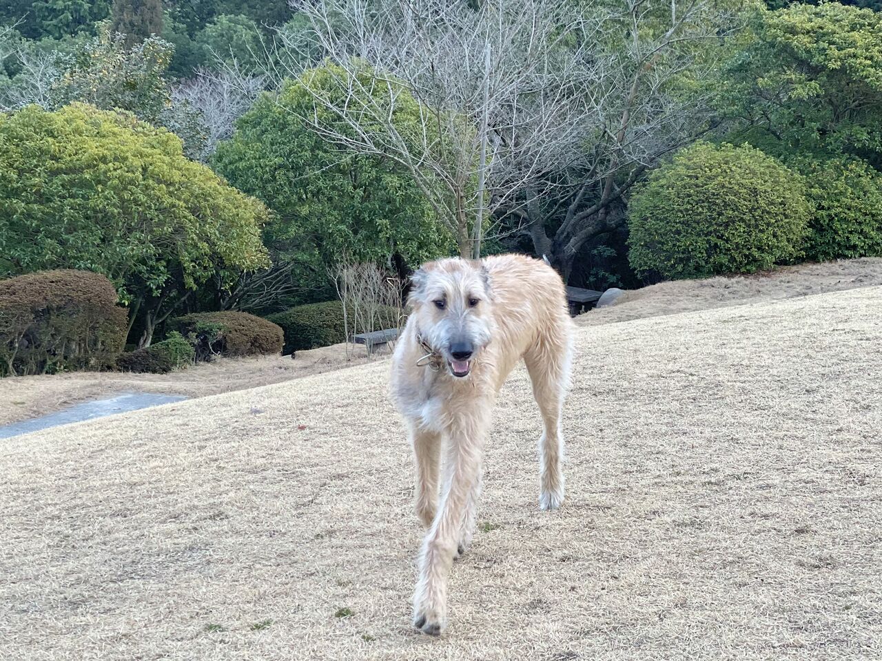 アイリッシュウルフハウンドのランドくん ボーダーコリーなlife