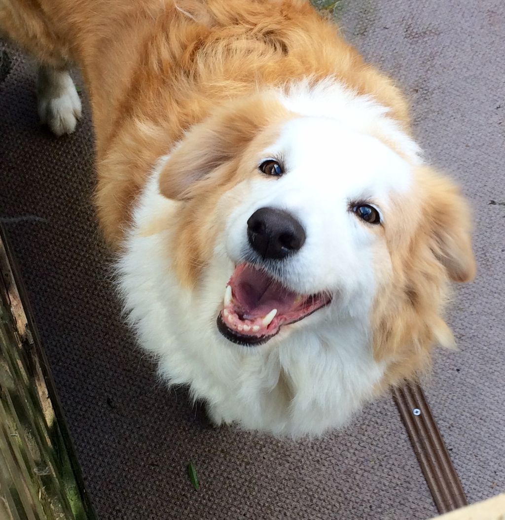 ヴァーノン２度目の里帰り ボーダーコリーなlife