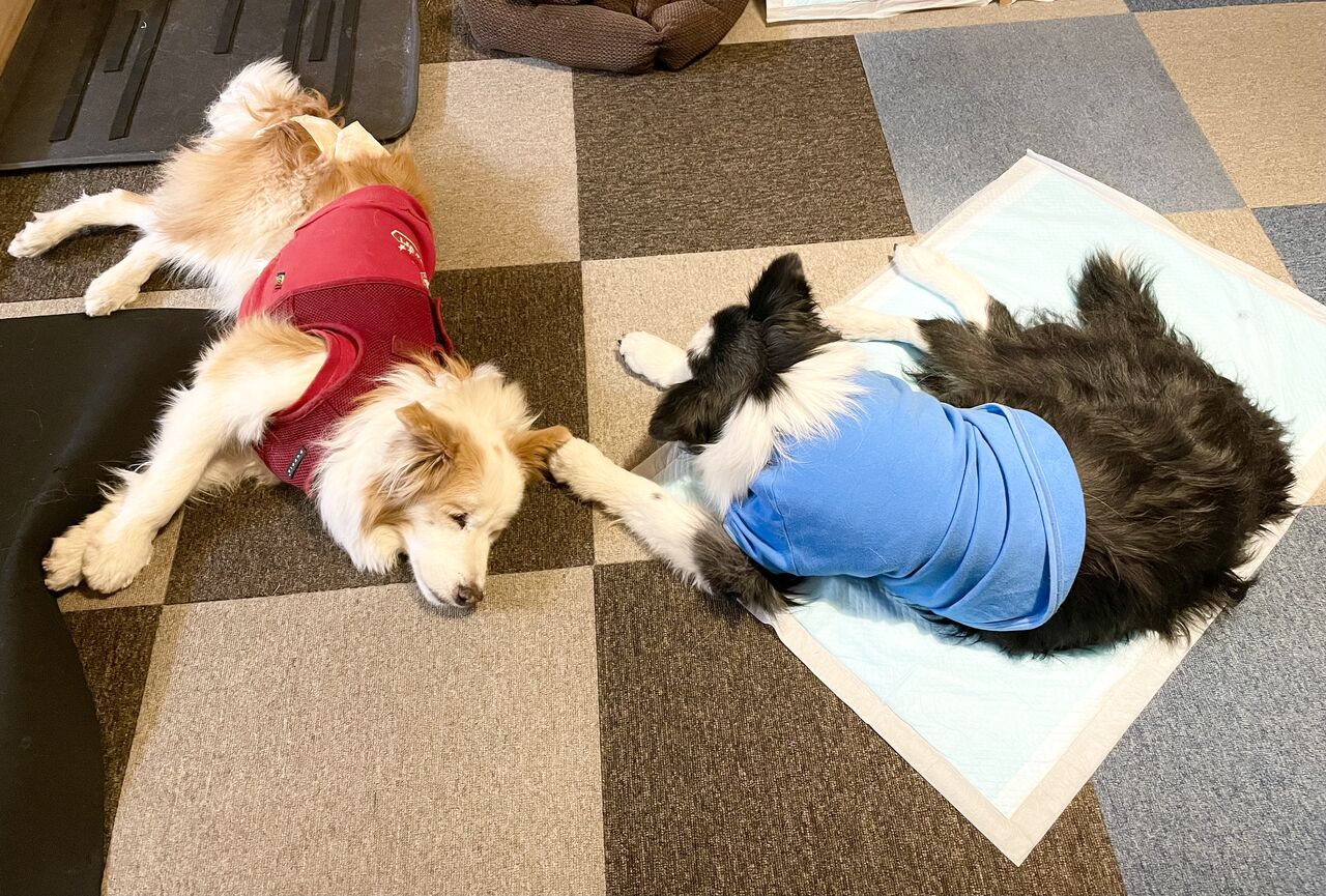 ブルーウィーの足のその後 ボーダーコリーなlife