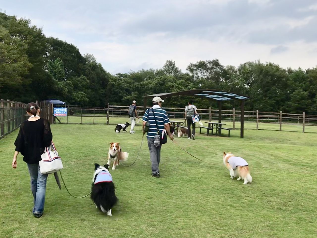 ドイツの森 ドッグランへ行ってきました 前編 ボーダーコリーなlife ドイツの森 ドッグランへ行ってきました 前編 ボーダーコリーなlife