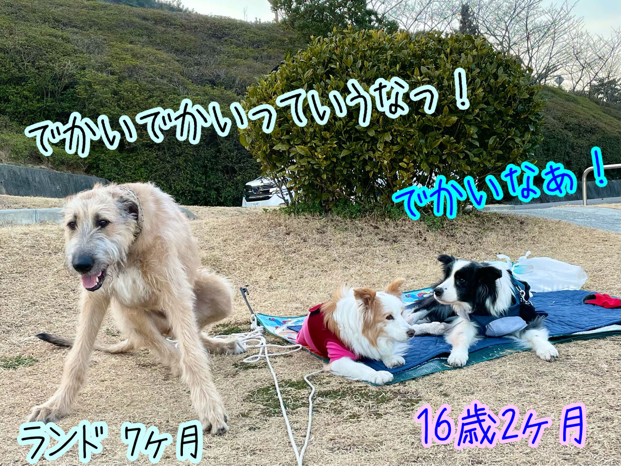 アイリッシュウルフハウンドのランドくん ボーダーコリーなlife