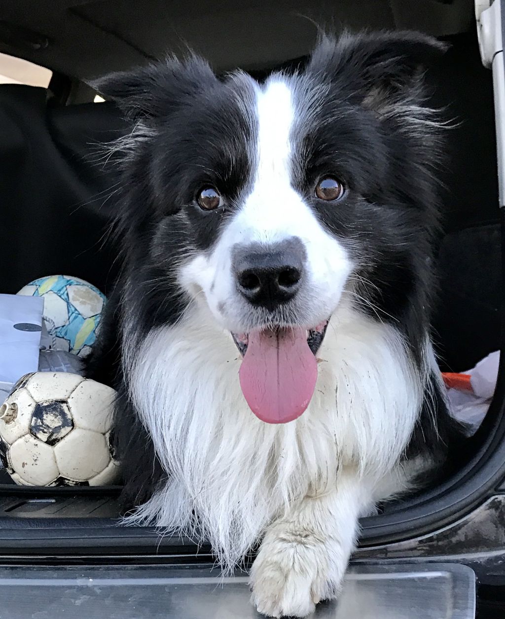 ボーダーコリーが集まる公園 第3弾 ボーダーコリーなlife