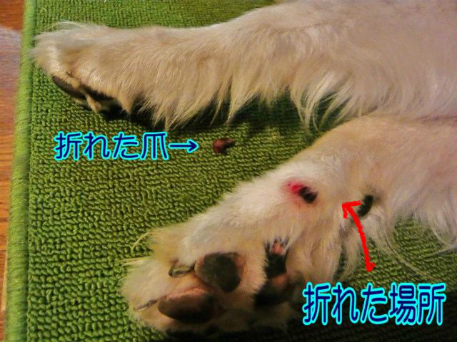 電化する 収益 資本 犬 爪 割れ Vedomydotek Net 電化する 収益 資本 犬 爪 割れ Vedomydotek Net