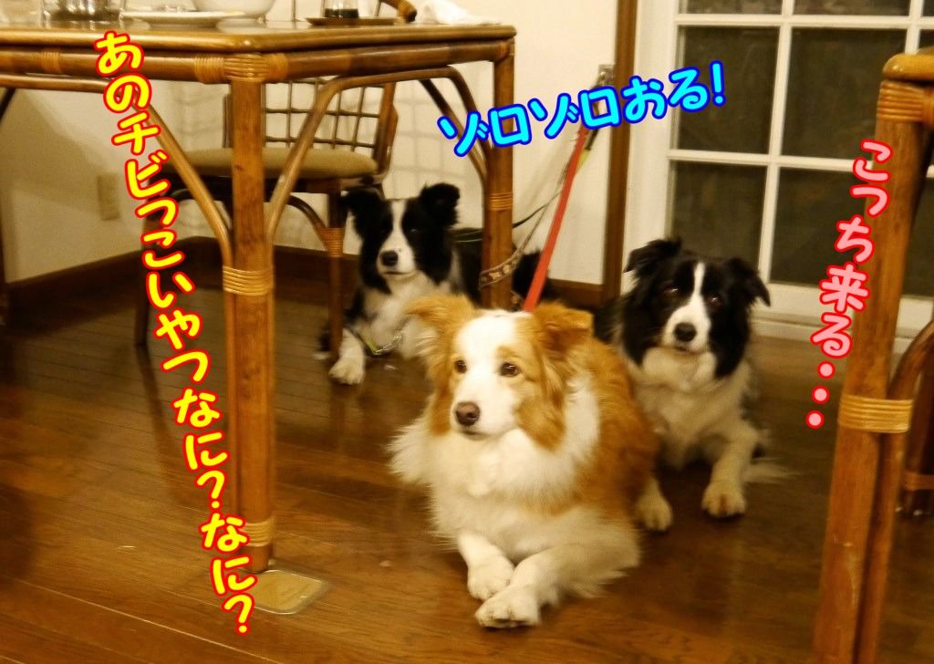 ペンション ファンファーレクラブ ボーダーコリーなlife ペンション ファンファーレクラブ ボーダーコリーなlife
