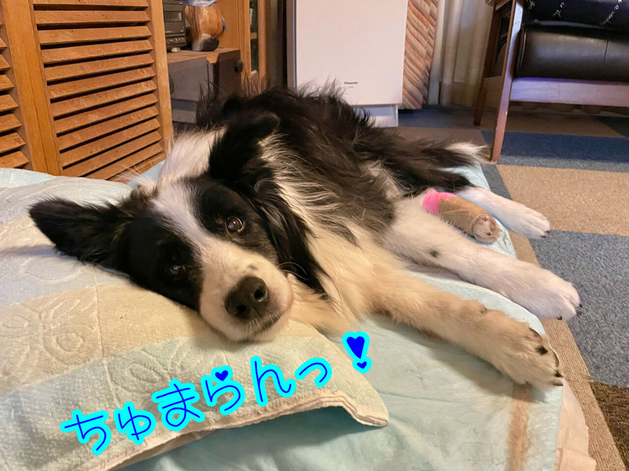 ブルーウィーの足のその後 ボーダーコリーなlife