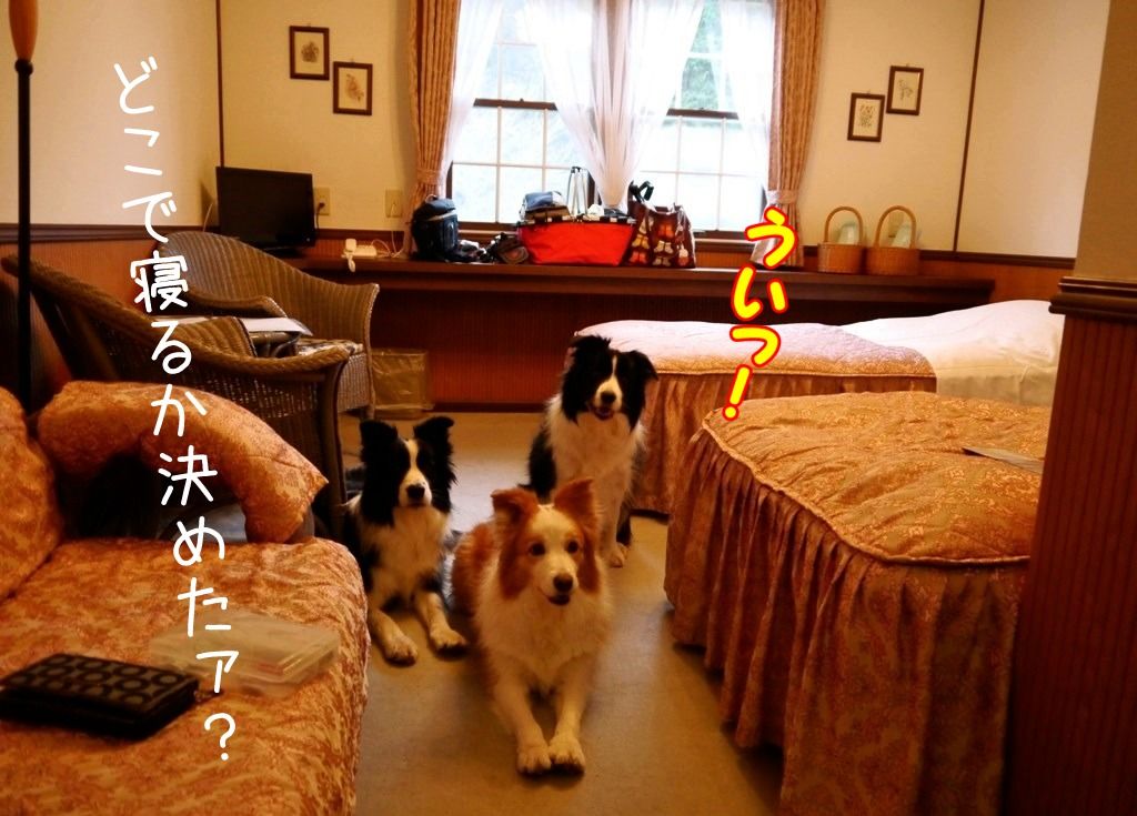 ペンション ファンファーレクラブ ボーダーコリーなlife ペンション ファンファーレクラブ ボーダーコリーなlife