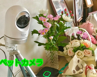 21B1758D-4F7C-4C10-B1C2-BBC854F6F32A