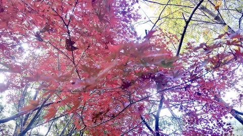 児島　竜王山　紅葉1