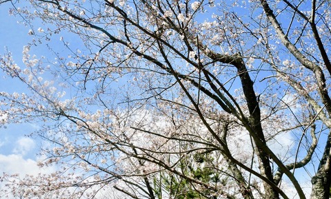 伊部　西宮　桜2