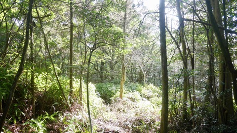 亀ヶ原　山中