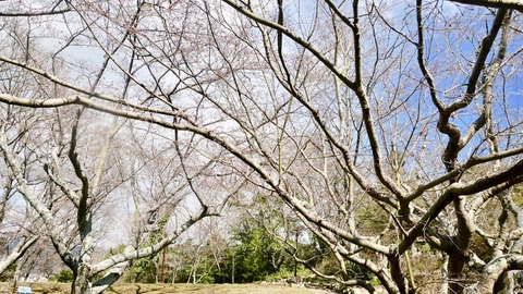 伊部　西宮　花見予定地